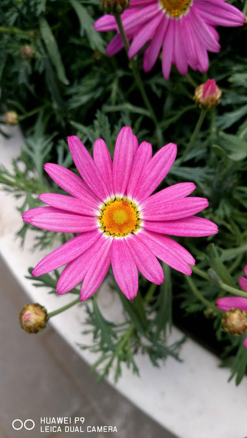 徕卡加持人人都是摄影师华为P9「体验」