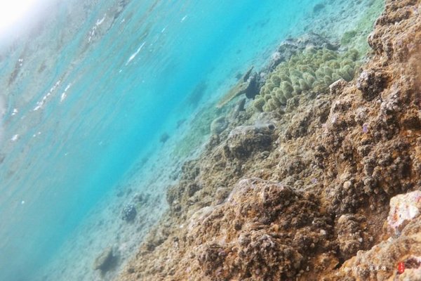 珊瑚海日本,陪你去看海底世界