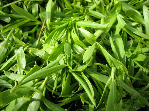 野菜无毒无害,野菜纯天然的绿色蔬菜