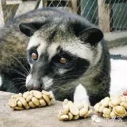 益昌老街猫屎咖啡测评,猫屎咖啡什么牌子最好