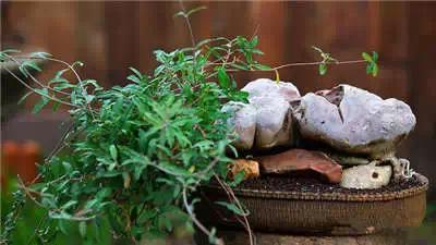 红梅多肉悬崖桩老桩,多肉老桩怎么养