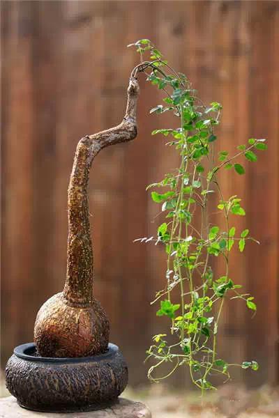 红梅多肉悬崖桩老桩,多肉老桩怎么养