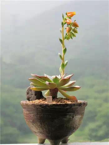 红梅多肉悬崖桩老桩,多肉老桩怎么养