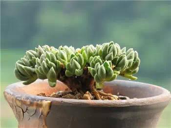 红梅多肉悬崖桩老桩,多肉老桩怎么养