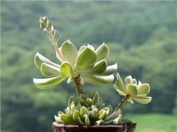 红梅多肉悬崖桩老桩,多肉老桩怎么养