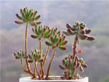 红梅多肉悬崖桩老桩,多肉老桩怎么养