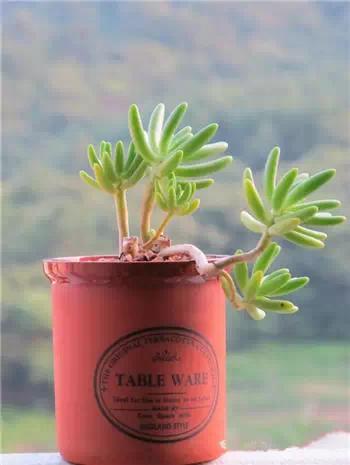 红梅多肉悬崖桩老桩,多肉老桩怎么养