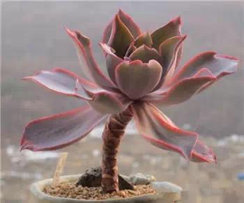 红梅多肉悬崖桩老桩,多肉老桩怎么养