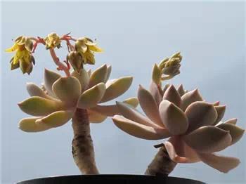 红梅多肉悬崖桩老桩,多肉老桩怎么养