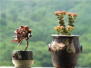 红梅多肉悬崖桩老桩,多肉老桩怎么养