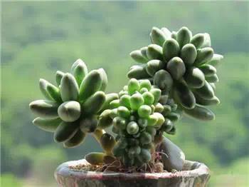 红梅多肉悬崖桩老桩,多肉老桩怎么养