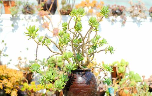 红梅多肉悬崖桩老桩,多肉老桩怎么养