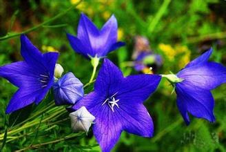 咳嗽痰多、咽痛、音哑、口舌生疮，这种蔬菜能治（附菜谱）