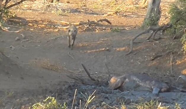 鬣狗活吃水牛，掏肛致肠子外露，头伸进肚子，满脸鲜血，血腥吓人