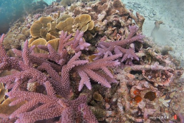 珊瑚海日本,陪你去看海底世界
