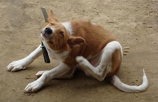 狗狗总是瘙痒吃什么维生素,狗狗一直痒是什么情况