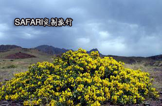 safari旅行,safari旅行长沙