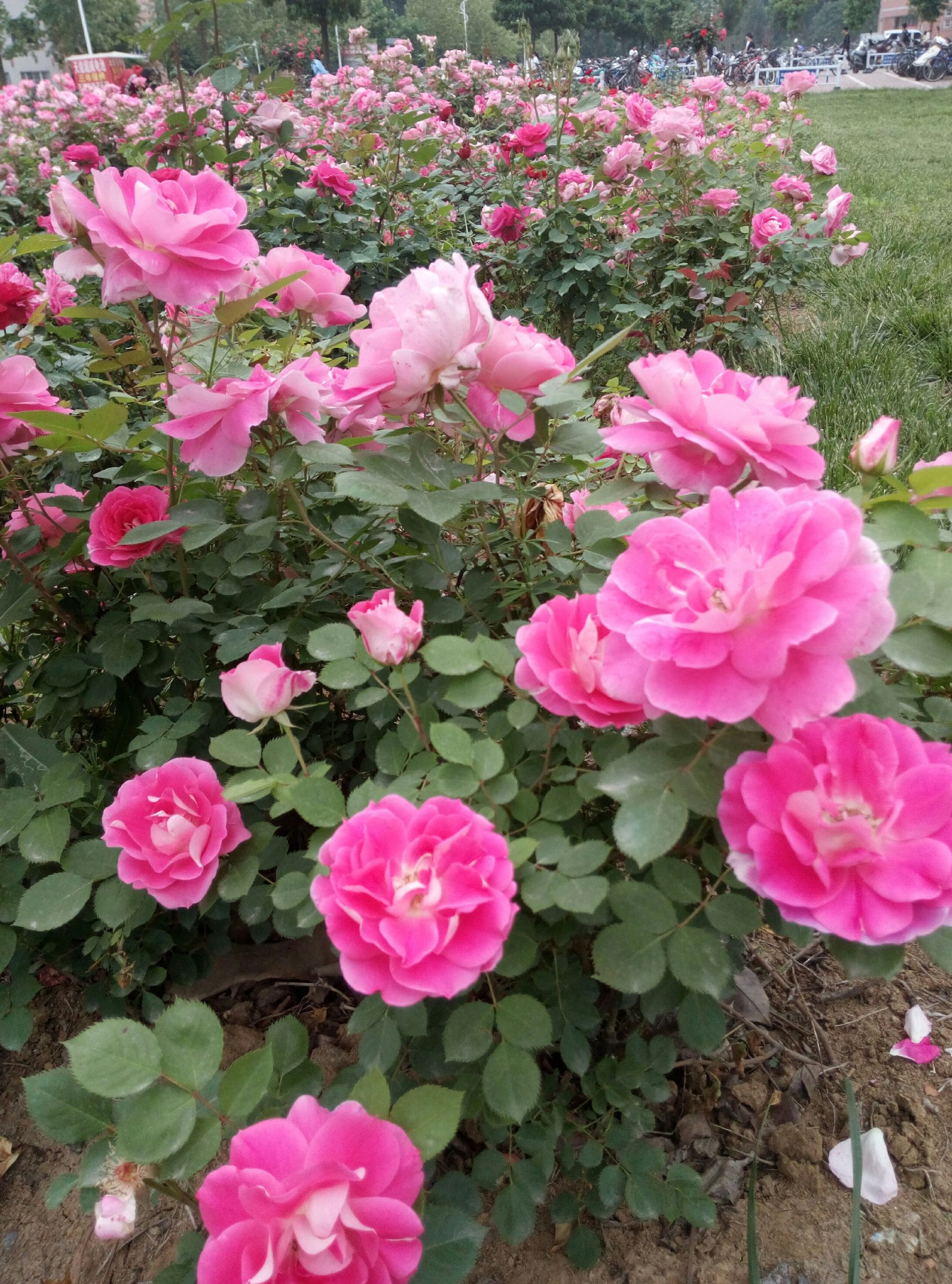 五一赏月季花来宛城,南阳月季大观园五一