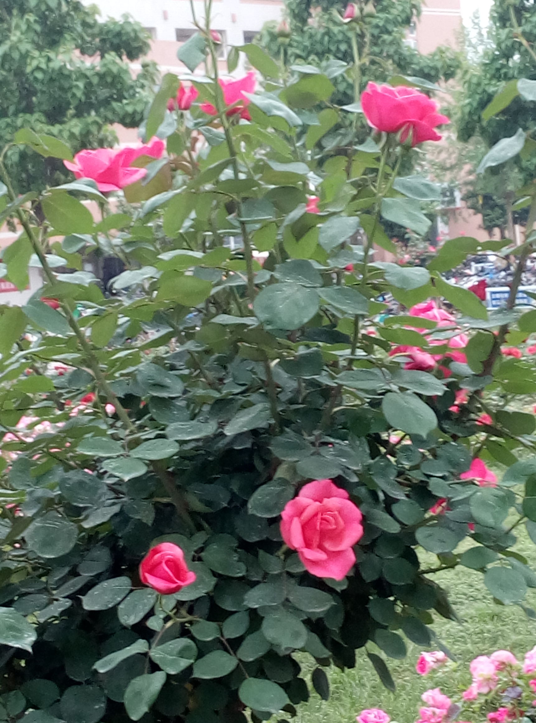 五一赏月季花来宛城,南阳月季大观园五一