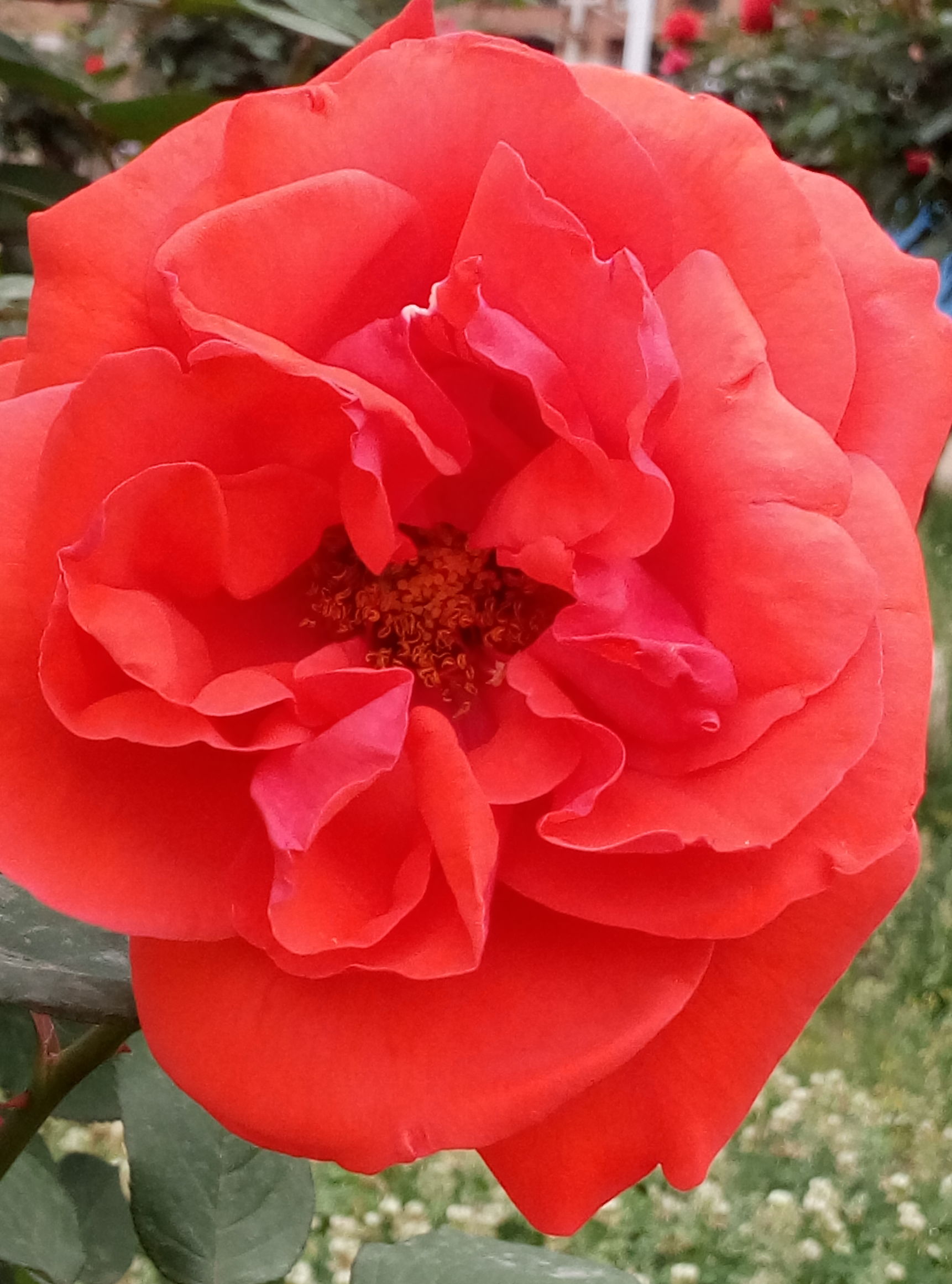 五一赏月季花来宛城,南阳月季大观园五一