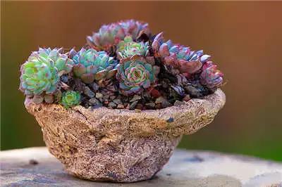 红梅多肉悬崖桩老桩,多肉老桩怎么养