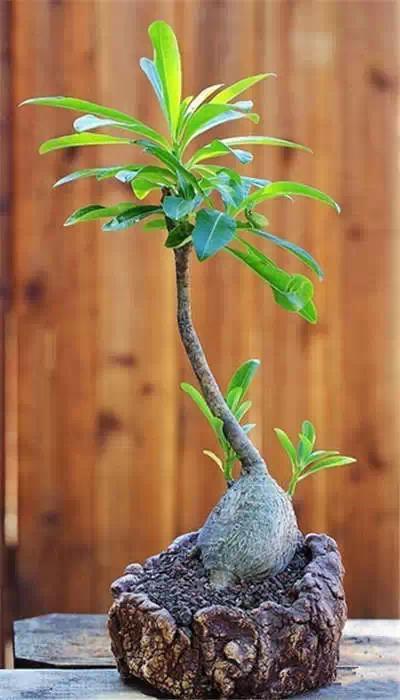 红梅多肉悬崖桩老桩,多肉老桩怎么养