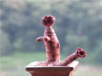 红梅多肉悬崖桩老桩,多肉老桩怎么养