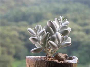 红梅多肉悬崖桩老桩,多肉老桩怎么养