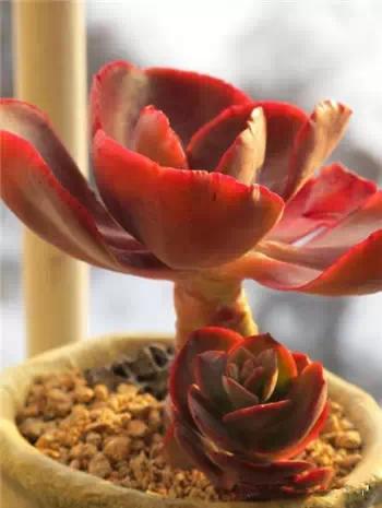 红梅多肉悬崖桩老桩,多肉老桩怎么养