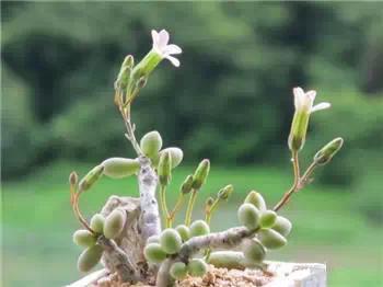 红梅多肉悬崖桩老桩,多肉老桩怎么养