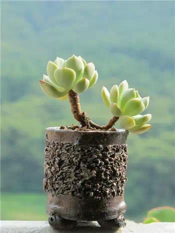 红梅多肉悬崖桩老桩,多肉老桩怎么养