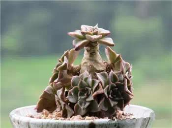 红梅多肉悬崖桩老桩,多肉老桩怎么养