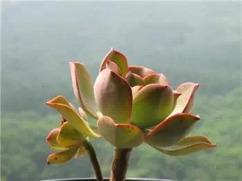 红梅多肉悬崖桩老桩,多肉老桩怎么养