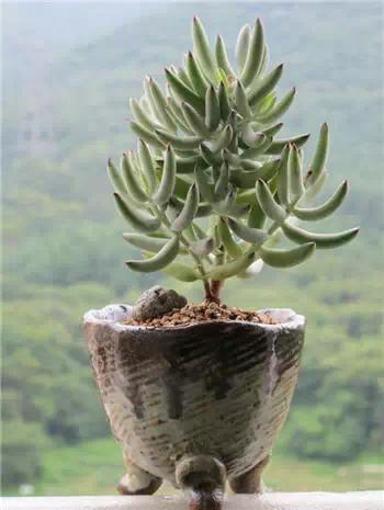 红梅多肉悬崖桩老桩,多肉老桩怎么养