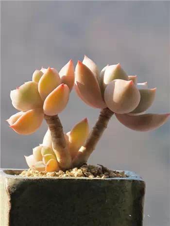 红梅多肉悬崖桩老桩,多肉老桩怎么养