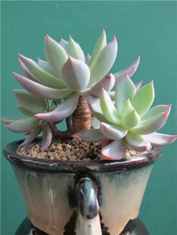 红梅多肉悬崖桩老桩,多肉老桩怎么养