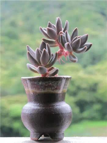 红梅多肉悬崖桩老桩,多肉老桩怎么养