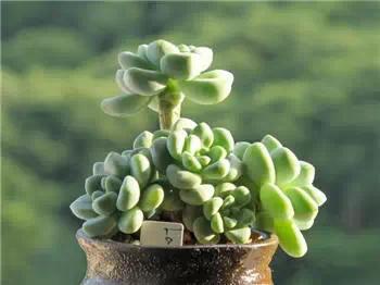 红梅多肉悬崖桩老桩,多肉老桩怎么养