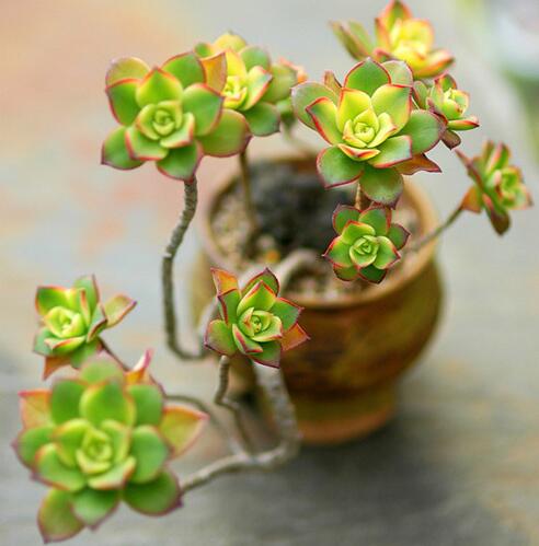 红梅多肉悬崖桩老桩,多肉老桩怎么养