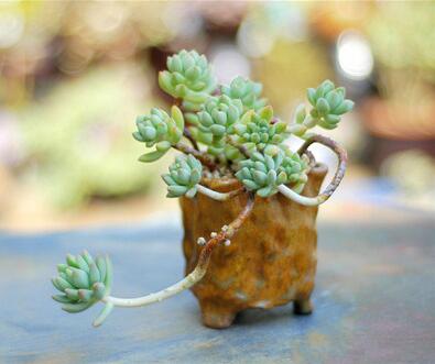 红梅多肉悬崖桩老桩,多肉老桩怎么养