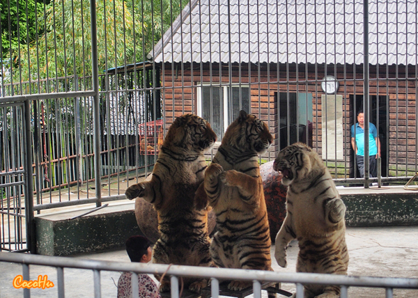 中南百草动物园,中南百草园萌宠乐园