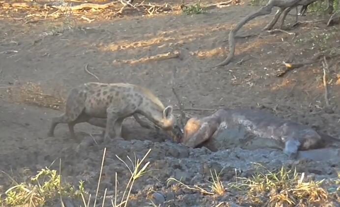 鬣狗活吃水牛，掏肛致肠子外露，头伸进肚子，满脸鲜血，血腥吓人