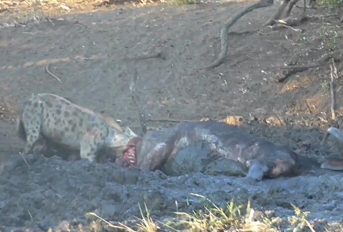 鬣狗活吃水牛，掏肛致肠子外露，头伸进肚子，满脸鲜血，血腥吓人