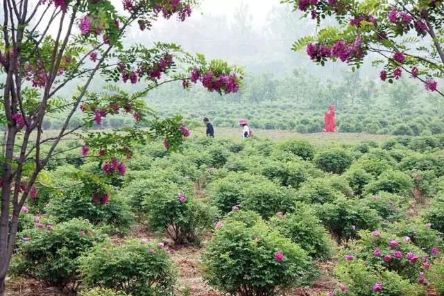 赏玫瑰摘西瓜这个假期有福喽