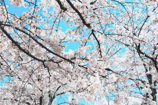 出境旅游需要身份证,出国游玩身份证办理