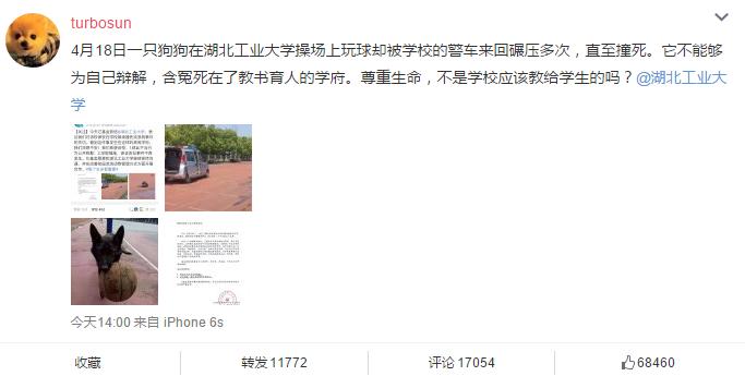 流浪狗引发的问题,关于校园流浪狗的处理问题