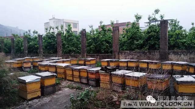 福清依巴扎根深山几十载，只为酿造原生纯蜜