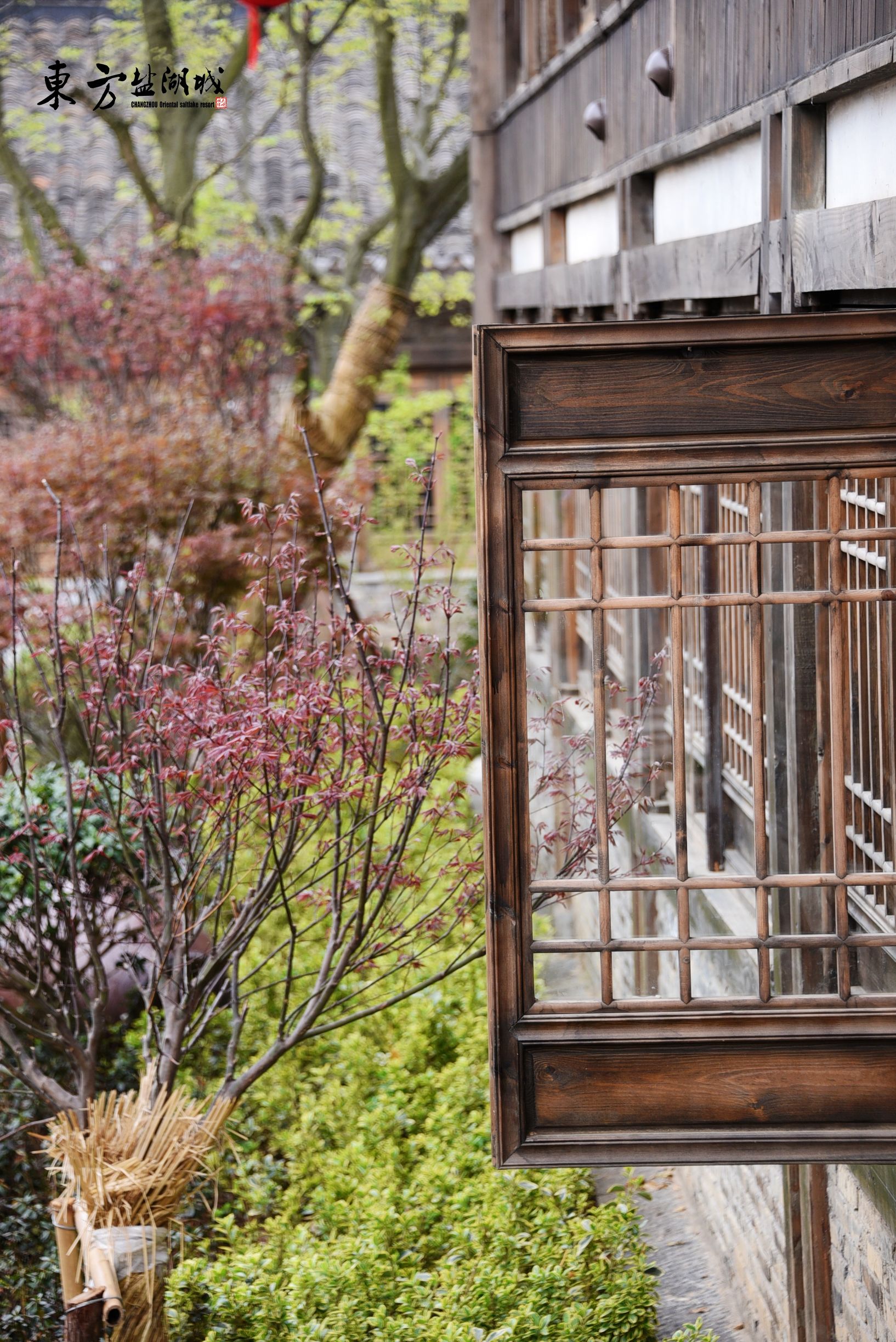 梦入桃花源现代版,梦入桃花源完整版