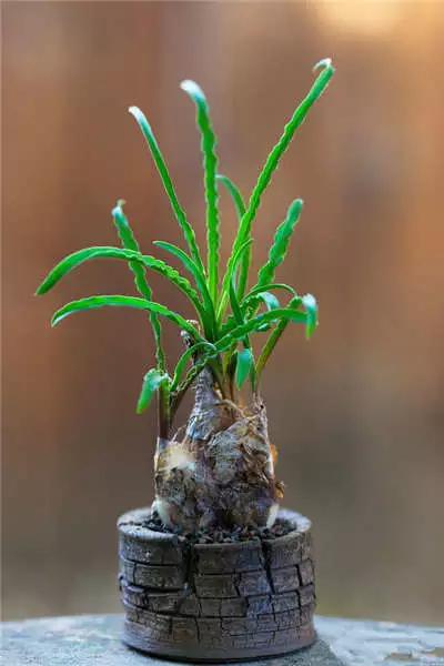 红梅多肉悬崖桩老桩,多肉老桩怎么养