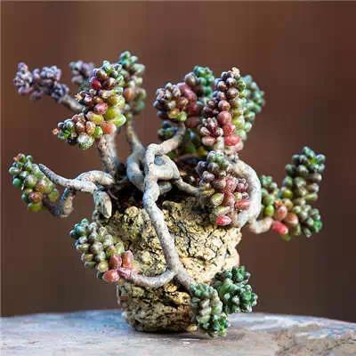 红梅多肉悬崖桩老桩,多肉老桩怎么养